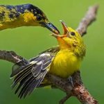 هیپراستوز پرندگان زینتی
