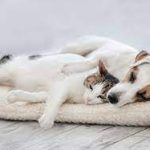 کریپتوکوکوزیس سگ‌ها و گربه‌ها