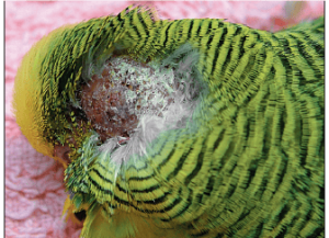 Budgerigar مبتلا به لنفوسارکوما اپیتلیوتروپیک روی تاج سر