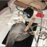 Cockatiel تحت عمل جراحی لوله گذاری قرار گرفته است