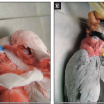 Galah با استفاده از القای ماسک بیهوش شده است
