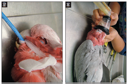 Galah با استفاده از القای ماسک بیهوش شده است