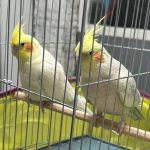 عروس هلندی صورت سفید لوتینو