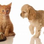 The nature of dogs and cats