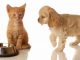 The nature of dogs and cats