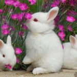 آزمایش ادرار در خرگوش