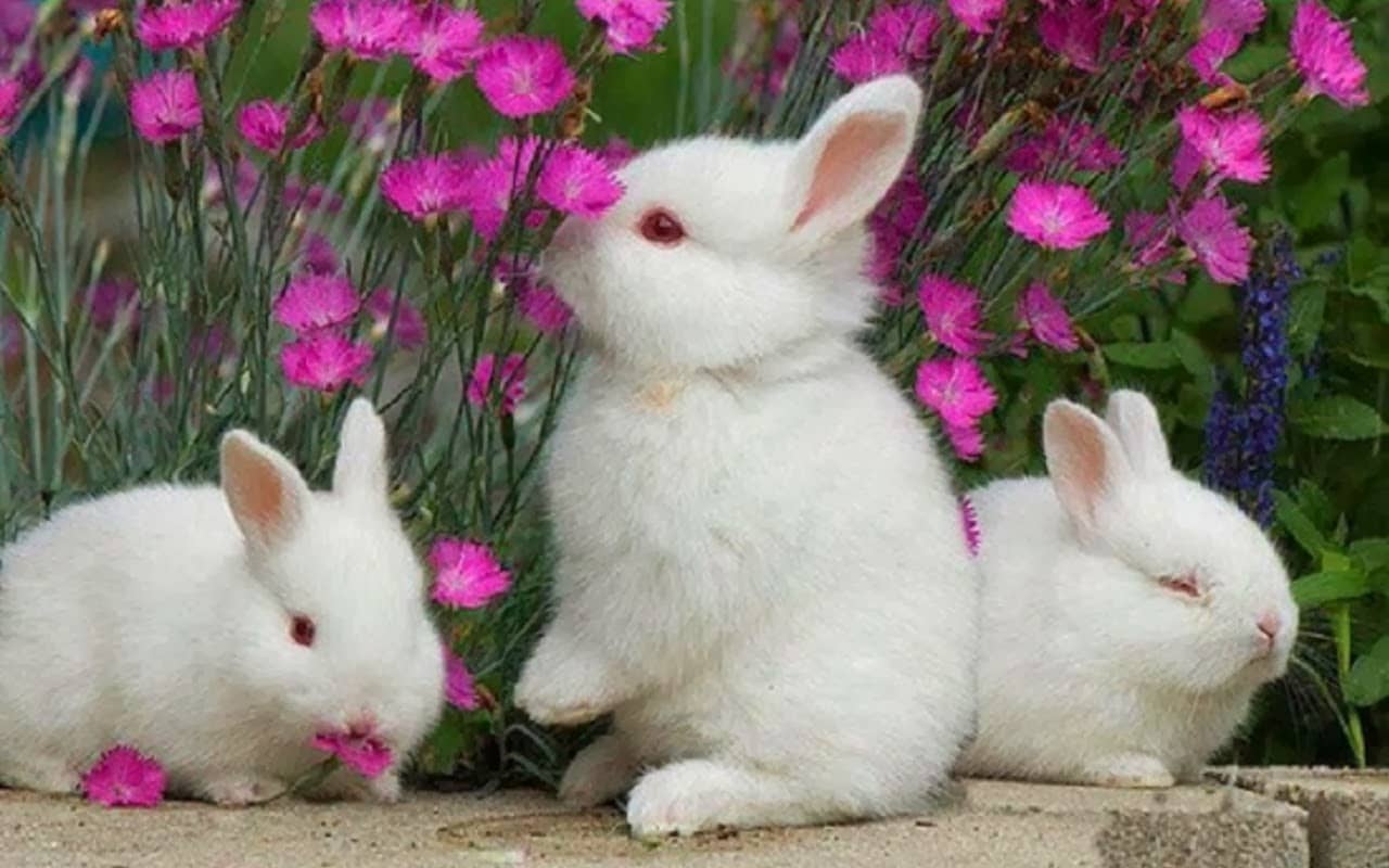 آزمایش ادرار در خرگوش