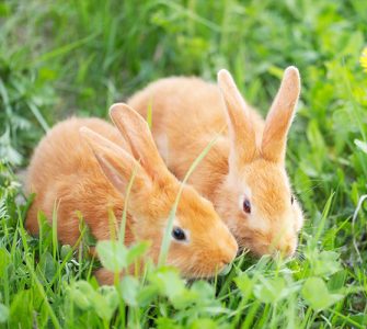 آزمایشات سرولوژی در خرگوش