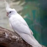 آلبینو