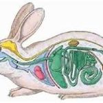 آناتومی، فیزیولوژی گوارش و تغذیه خرگوش