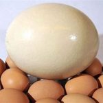 آندوسکوپی تخم پرندگان زینتی