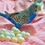اتصال تخم مرغ (دیستوکیا) پرندگان زینتی