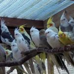 انواع عروس هلندی