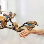 بررسی بیماری‌های کبد پرندگان زینتی