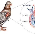 بیماری قلبی و عروقی پرندگان