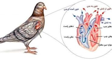 بیماری قلبی و عروقی پرندگان