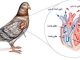 بیماری قلبی و عروقی پرندگان