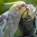 بیماری های التهابی عفونی پرندگان زینتی