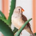 بیماری های عفونی کبد پرندگان زینتی