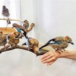 بیماری‌های مغز استخوان پرندگان زینتی