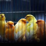 تخمگذاری مزمن یا بیش از حد پرندگان زینتی