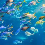 تغذیه ماهی‌های آکواریومی