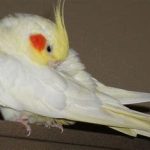 تیک عصبی در عروس هلندی