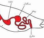 جنبش لوله گوارش خرگوش