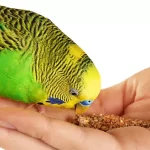 جوجه مرغ عشق