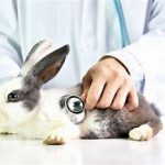 دمای راست­ روده خرگوش