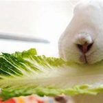 رژیم غذایی حبه ­ای خرگوش