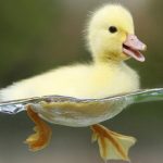 رژیم غذایی مناسب جوجه اردک‌ها