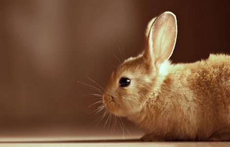 زمان بیهوشی خرگوش‌ها