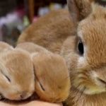 شیردهی و مراقبت مادرانه خرگوش