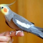 صدای پرنده عروس هلندی