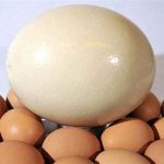 عدم تولید تخم پرندگان زینتی