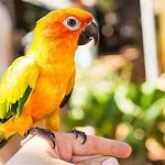 علائم و اثرات درد پرندگان زینتی