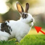علل آبسه‌ها در خرگوش‌های خانگی
