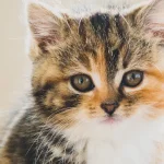 عوارض عقیم سازی گربه نر