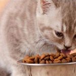 غذای خشک گربه‌