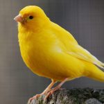 غذای قناری