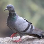 ماتروما ایتروژنیک در پرندگان