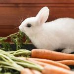 متابولیسم کلسیم خرگوش
