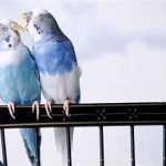 مرغ عشق سیاه