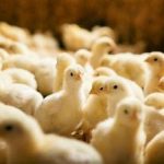 مشکلات معمول جوجه ها