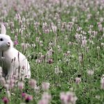 معاینه آزمایشگاهی مو خرگوش