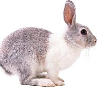 معاینه درد در خرگوش‌ها