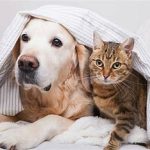 معاینه کلاسیک سگ و گربه