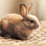 ملاحظات خاص هنگام معاینه خرگوش‌ها