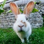 هضم چربی‌ توسط خرگوش